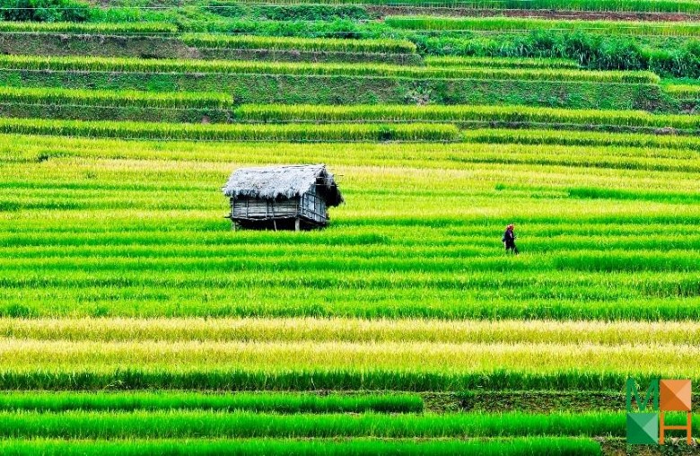 Tranh dán tường phòng khách đẹp tại Hà Nội NA - 388 